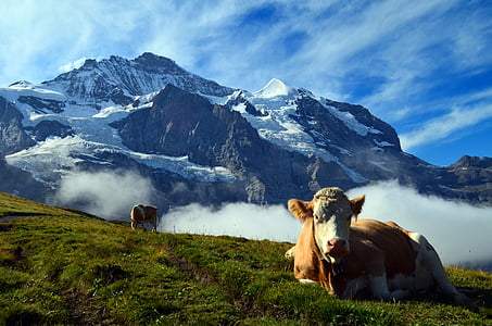 brown and white cow thumbnail