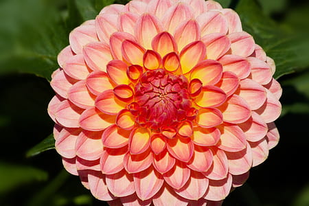 orange dahlia flower in bloom thumbnail
