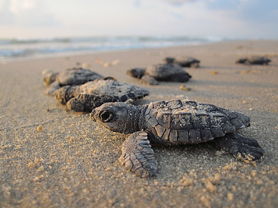 sea turtle hatchling in macro photography thumbnail