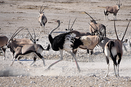 wildlife photography of ostrich surrounded by antelopes thumbnail