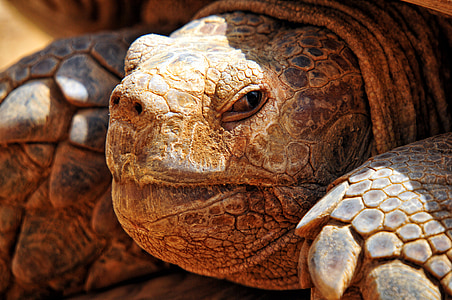 closeup photo of brown tortoise thumbnail