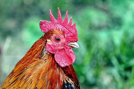 brown and red rooster thumbnail