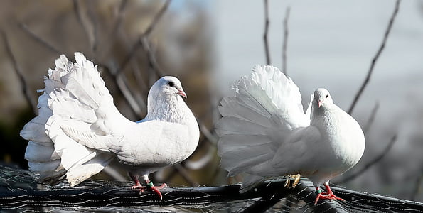 two white fantail pigeons on gray branch thumbnail