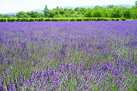 purple lavender flower field photo taken during daytime thumbnail