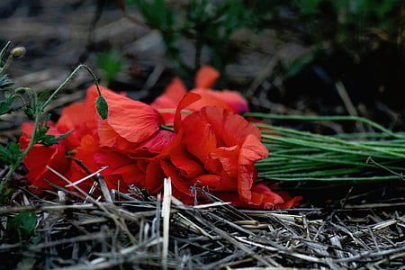 red petaled flowers on gray ground thumbnail