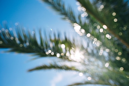 Green palm tree thumbnail