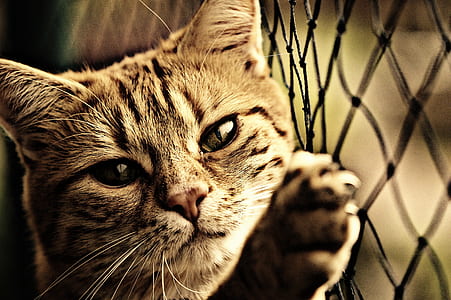 closeup photography of short-fur black and gray cat beside black fence thumbnail