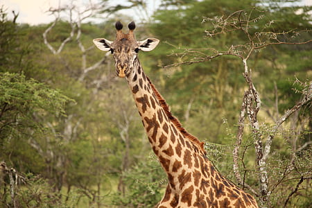 wildlife photography of giraffe thumbnail