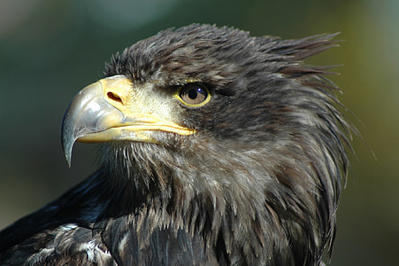 brown hawk head on focus photo thumbnail