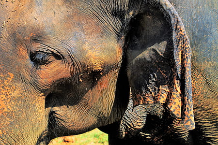 closeup photo of elephant thumbnail
