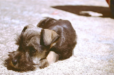 black and tan miniature schnauzer lying on mat thumbnail