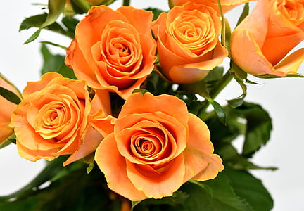 closeup of orange rose thumbnail