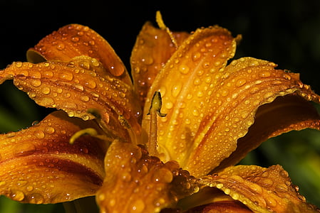 closeup photo of yellow peruvian lily flower thumbnail
