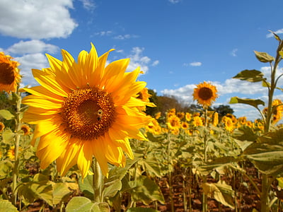 field of sunflowers thumbnail