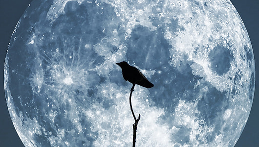 silhouette of crow perched on branch with view of full moon thumbnail