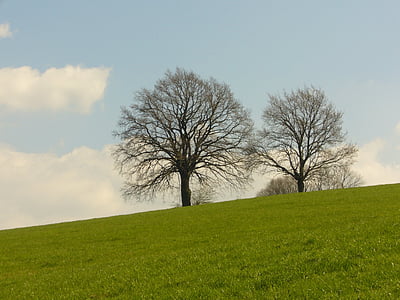 two trees on field of grass thumbnail