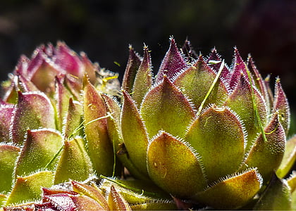 closeup photography of green succulents thumbnail