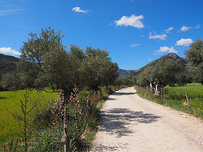 road surrounded by trees thumbnail