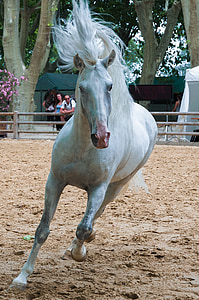 white horse running on beige dirt field during daytime thumbnail