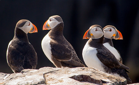 four black and white birds on rock during daytime thumbnail