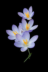 purple and white petaled flowers photo thumbnail