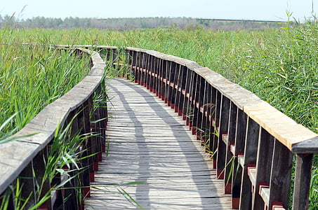 brown wooden bridge in the middle of green grass field thumbnail