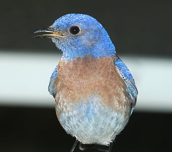 selective focus photography of northern bluebird thumbnail