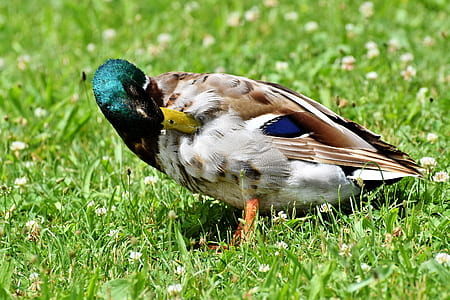 mallard duck standing on grass thumbnail