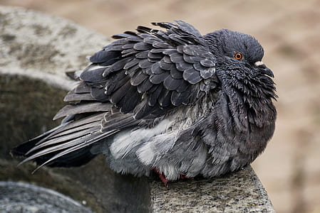 black pigeon on gray concrete surface thumbnail