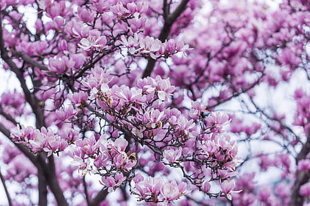 cherry blossom tree in selective focus photography thumbnail