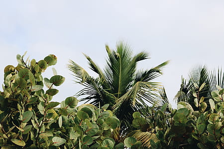 Green Leafed Plants thumbnail