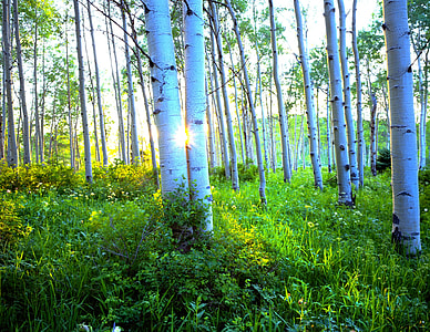 birch tree under clear sky thumbnail