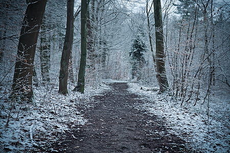 snow-covered woods thumbnail