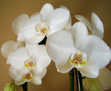 closeup view of white orchids thumbnail