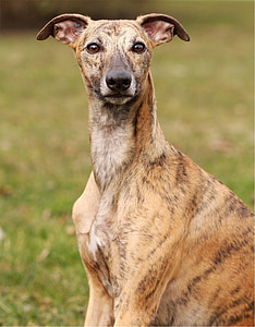 adult brown brindle greyhound thumbnail
