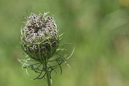 macro photography of gray cornflower thumbnail