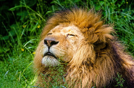lion lying on green grass thumbnail