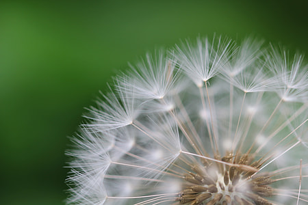 white dandellion bokeh photography thumbnail