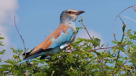 bird on tree thumbnail