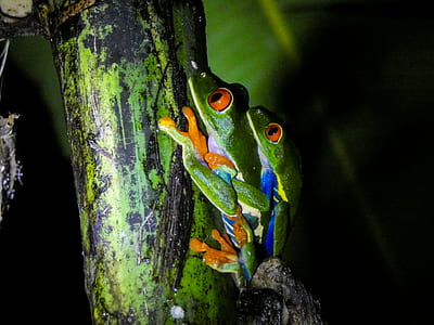two green frogs on tree thumbnail