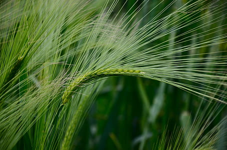 focus photo of green wheat thumbnail