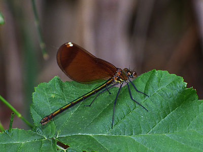 Calopteryx Virgo, Dragonfly thumbnail