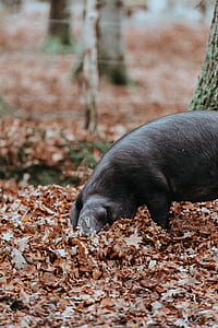 black wild boar walking in dried leaves thumbnail