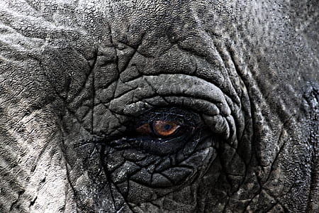 elephant, animal, africa, close, eye thumbnail