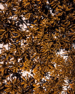aerial photography of palm trees thumbnail