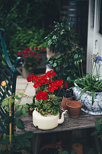 red flowers on top[ of white kettle thumbnail