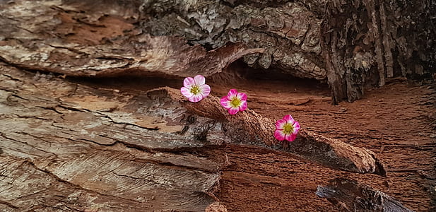 white-and-pink petaled flowers in bloom thumbnail