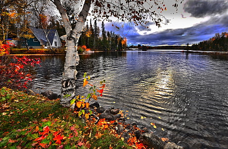 tree near body of water thumbnail