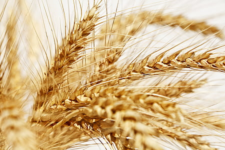 close-up photo of brown wheat thumbnail