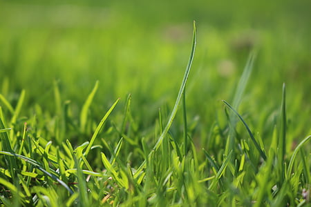 closeup photo of green grass thumbnail